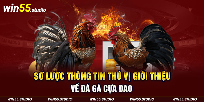 Sơ lược thông tin thú vị giới thiệu về đá gà cựa dao